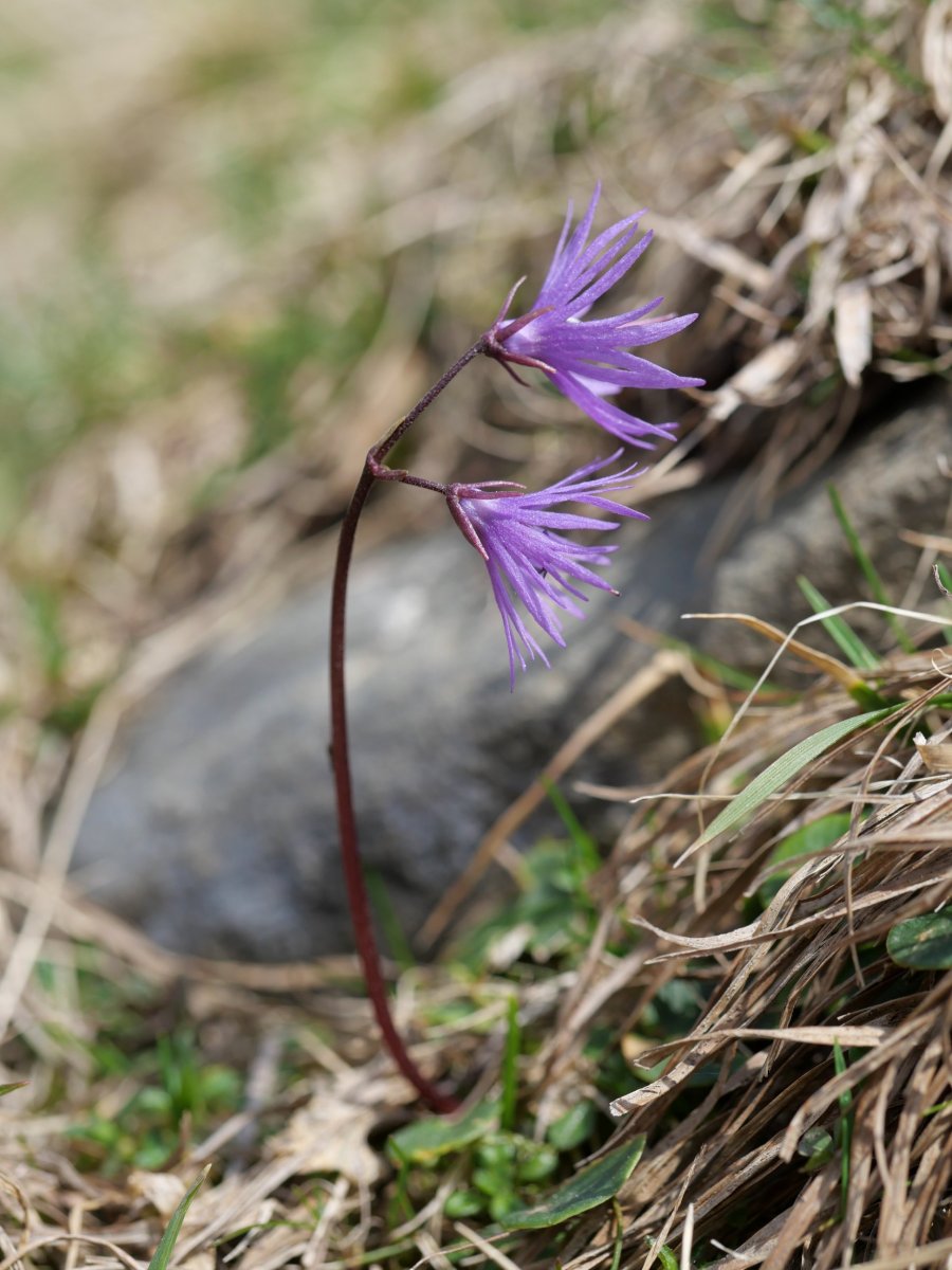 Soldanella alpina, Atxerito iboiaren inguruetan