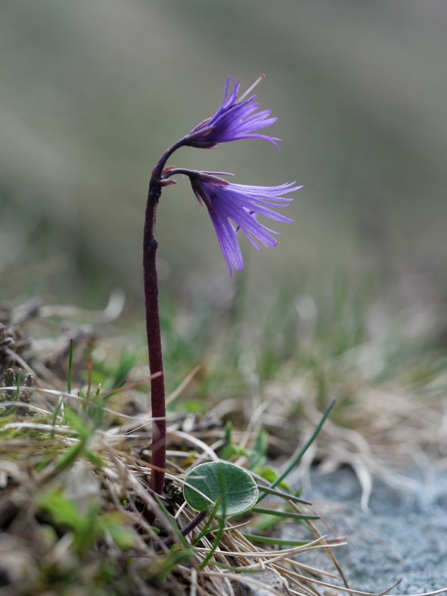 Soldanella alpina, Atxerito iboiaren inguruan