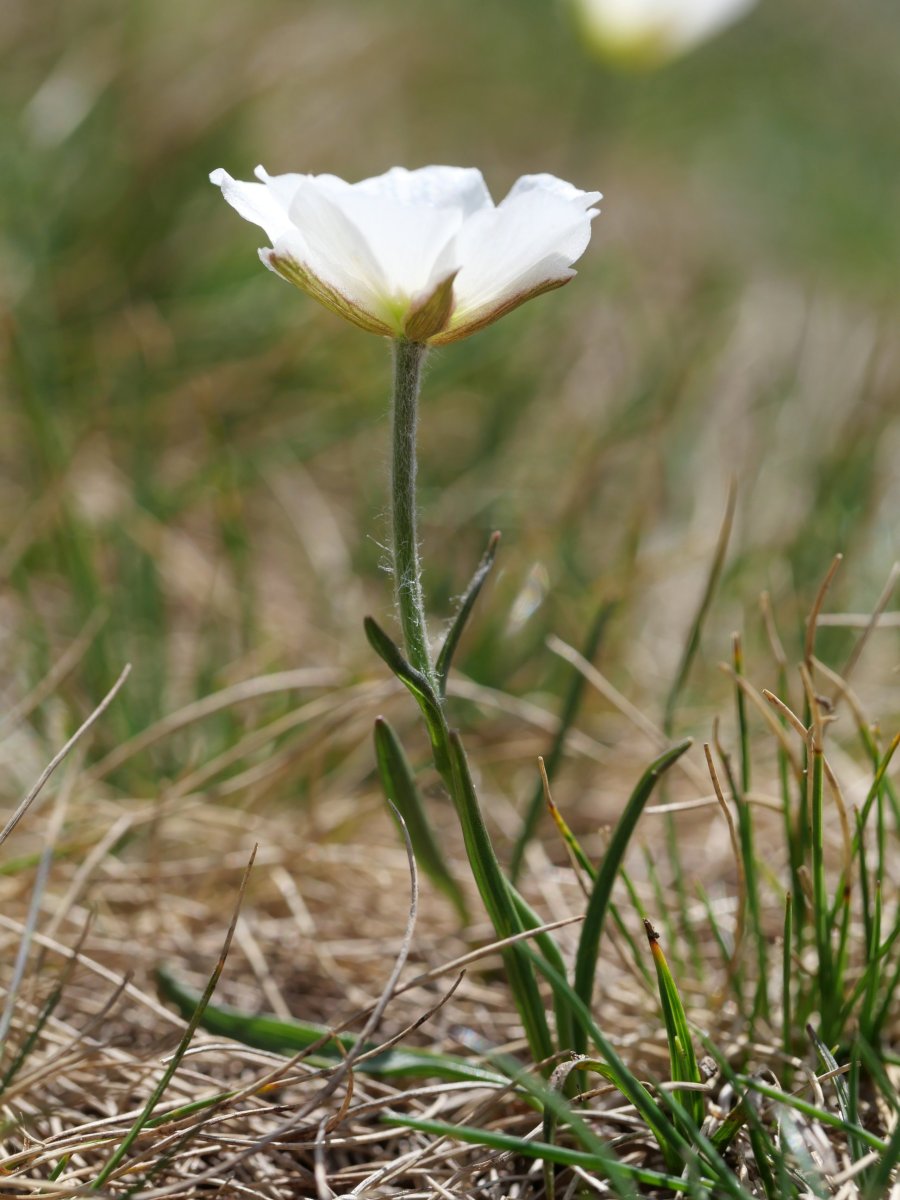 Ranunculus pyrenaeus Atxerito iboiaren inguruetan