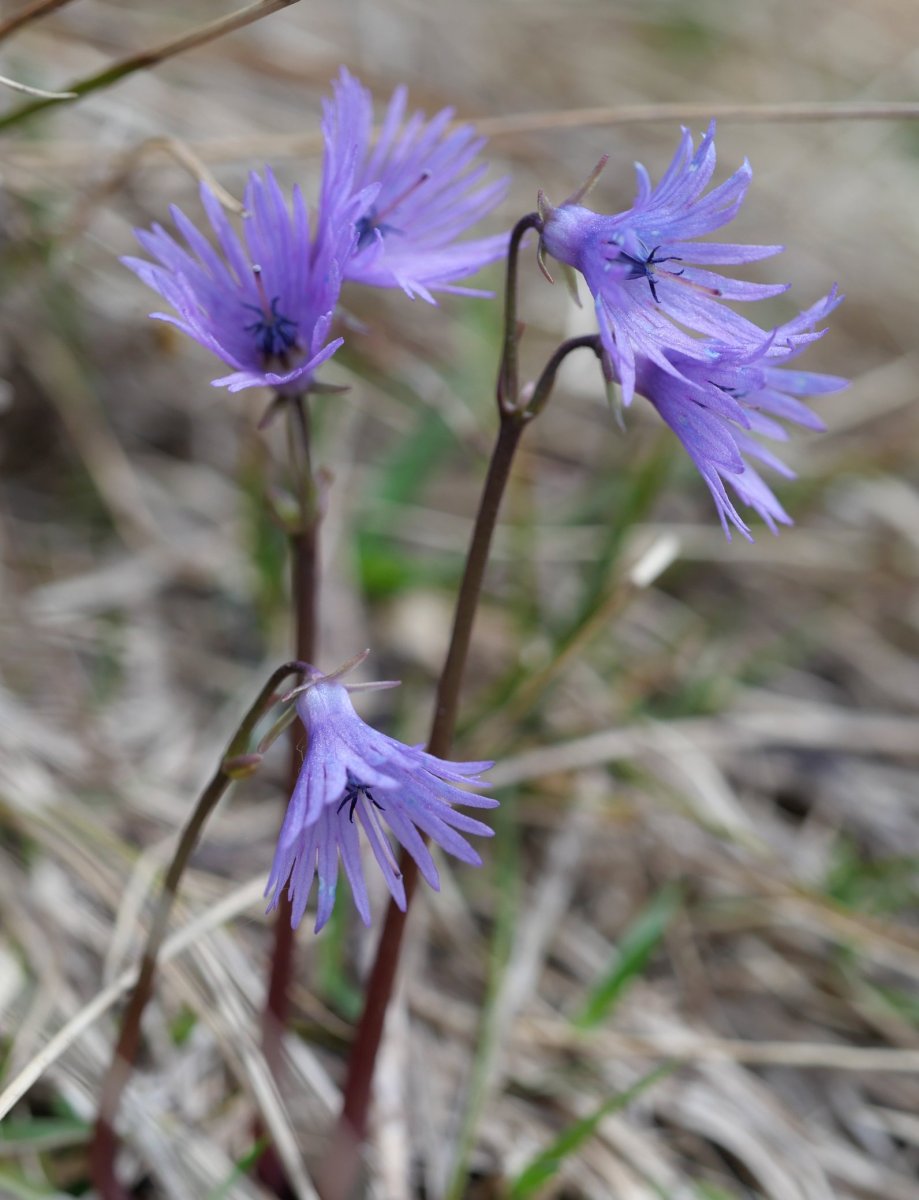 Soldanella alpina, Atxerito iboiaren inguruetan