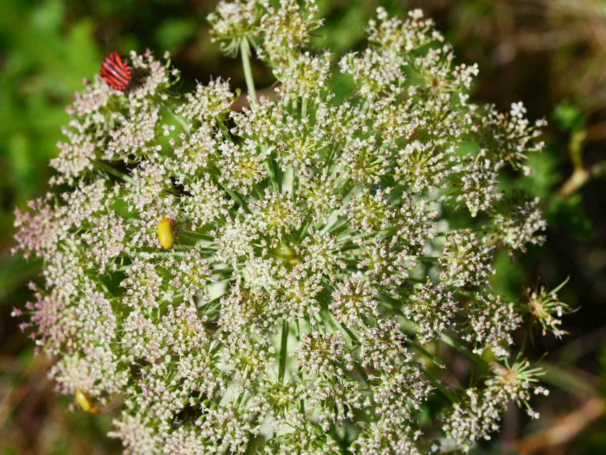 Seseli libanotis, Borregil mendian