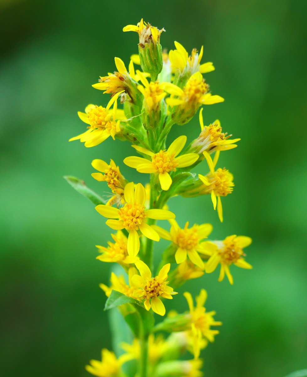 Solidago virgaurea, Borregil mendian