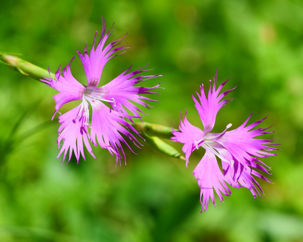 Dianthus hyssopifolius Mintxaten