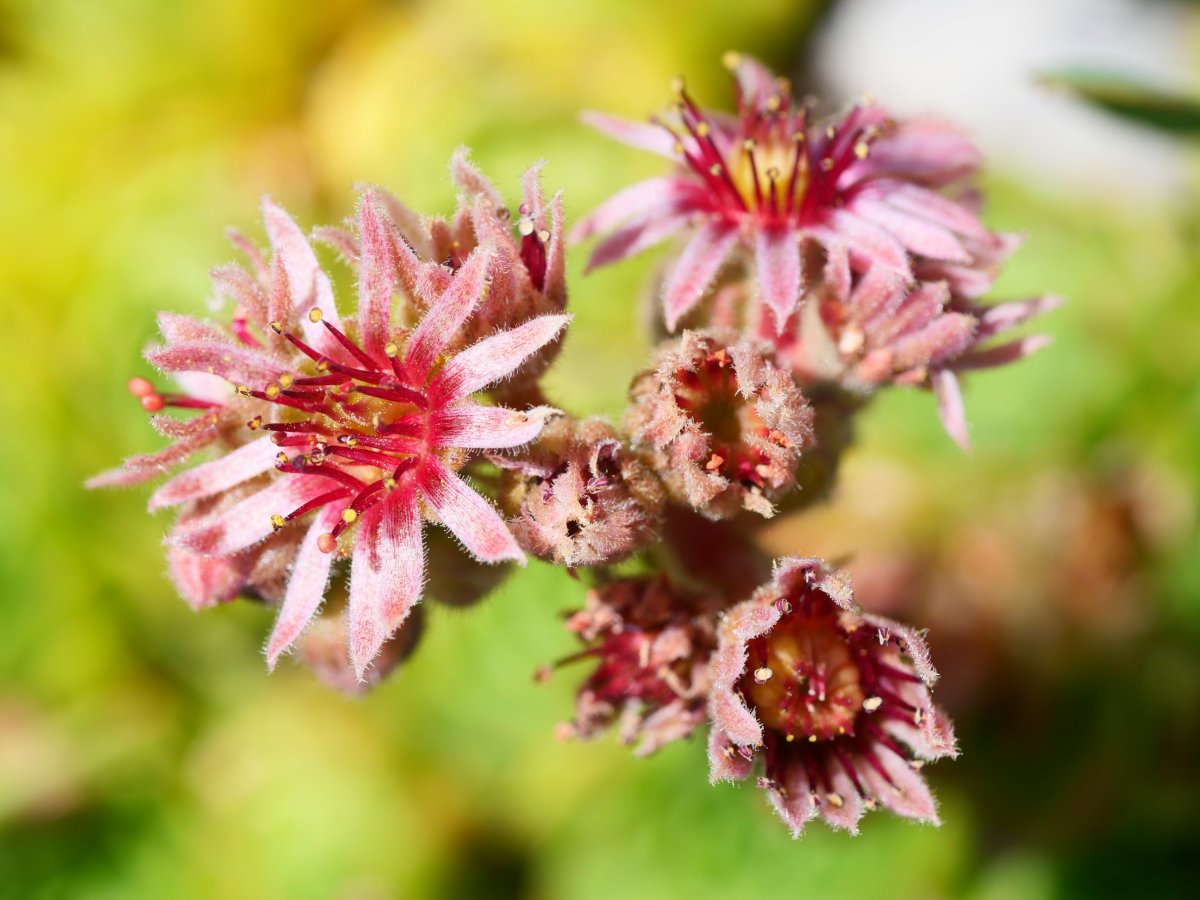 Sempervivum tectorum, Lapazarraren gandorrean