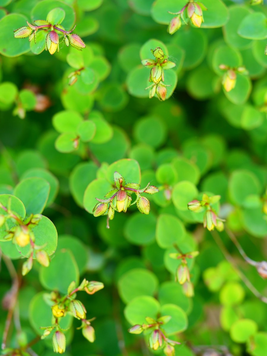 Hypericum nummularium Lapazarra mendian, karaitz arteko zulo batean