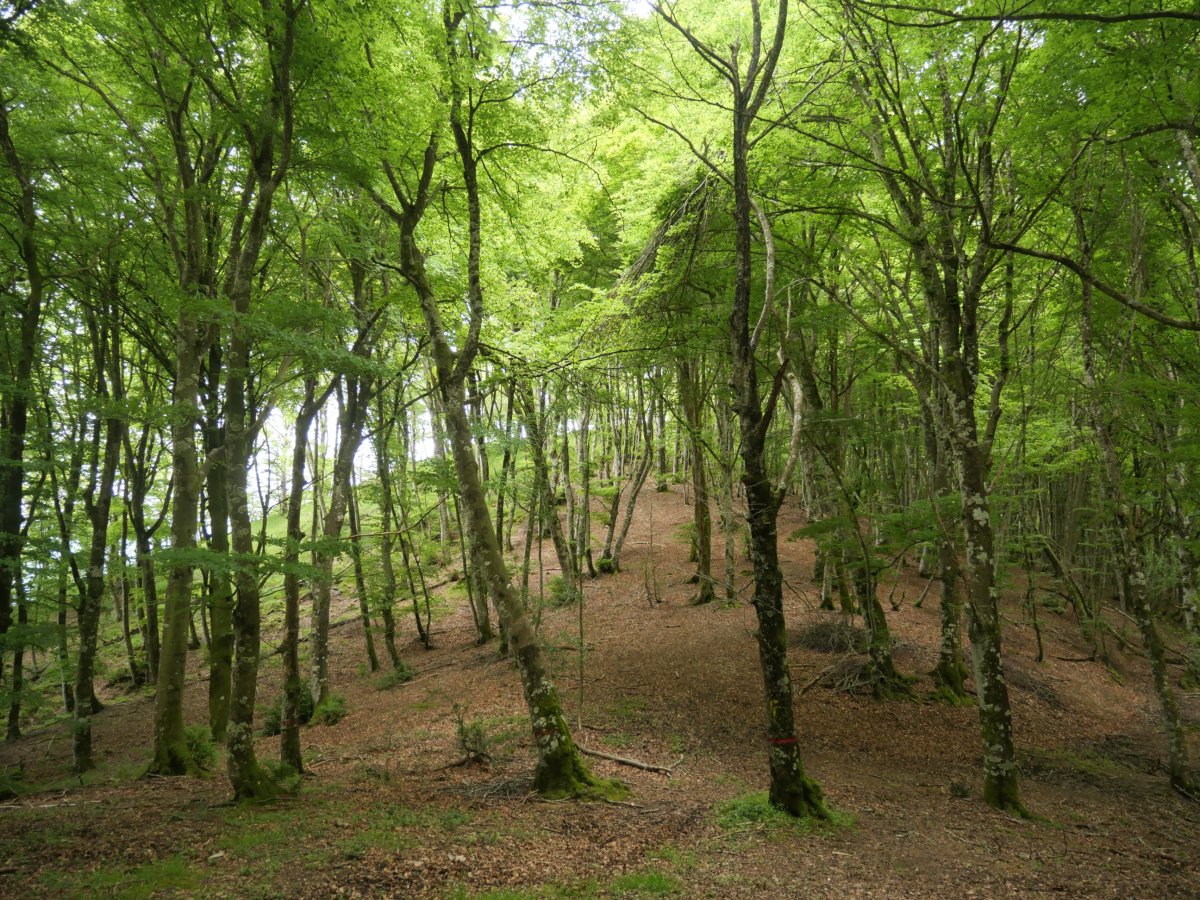Ekialdeko lepoan pagadia nagusi
