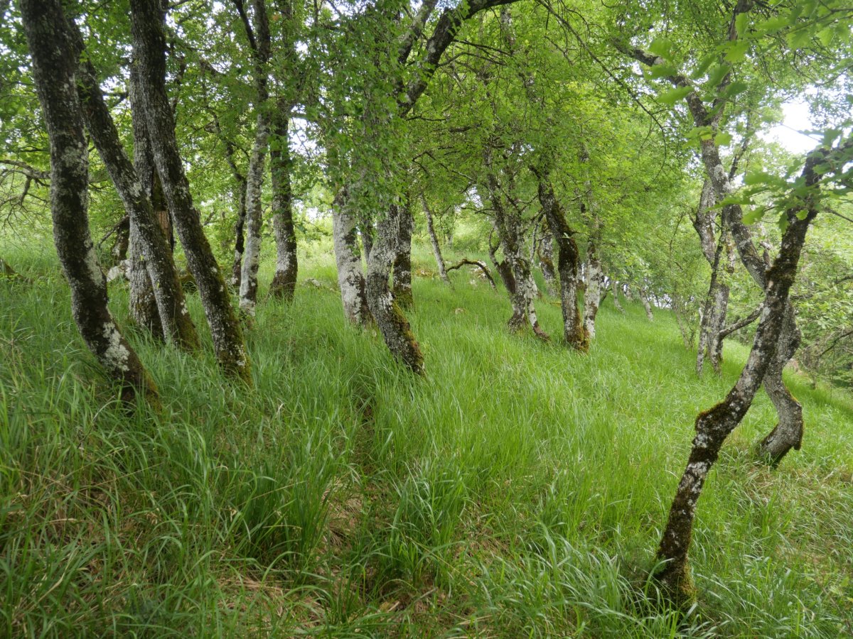 Tontorraren inguruetan, iparraldeko isurialdean, belarra eta aritza.