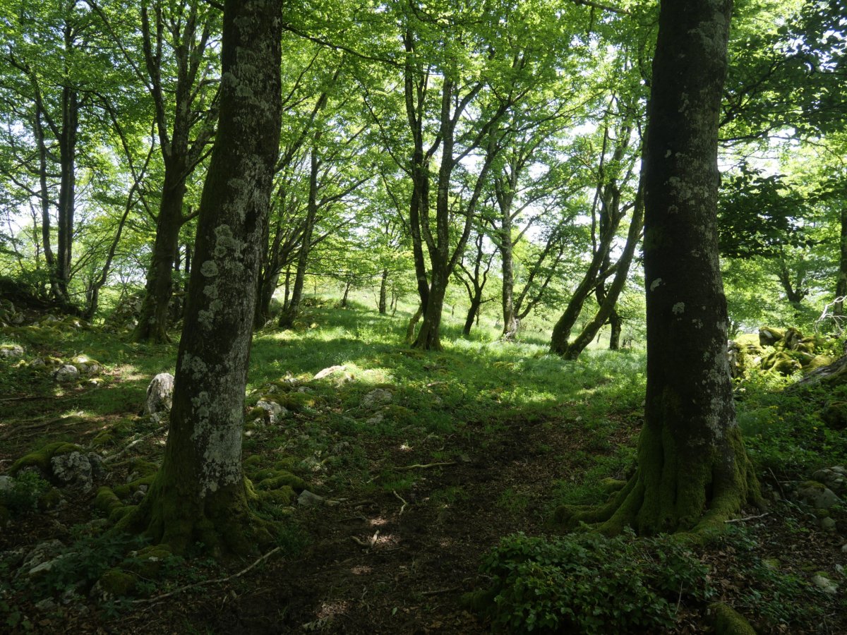 Soiltxiki, pagadia tontorretik gertu