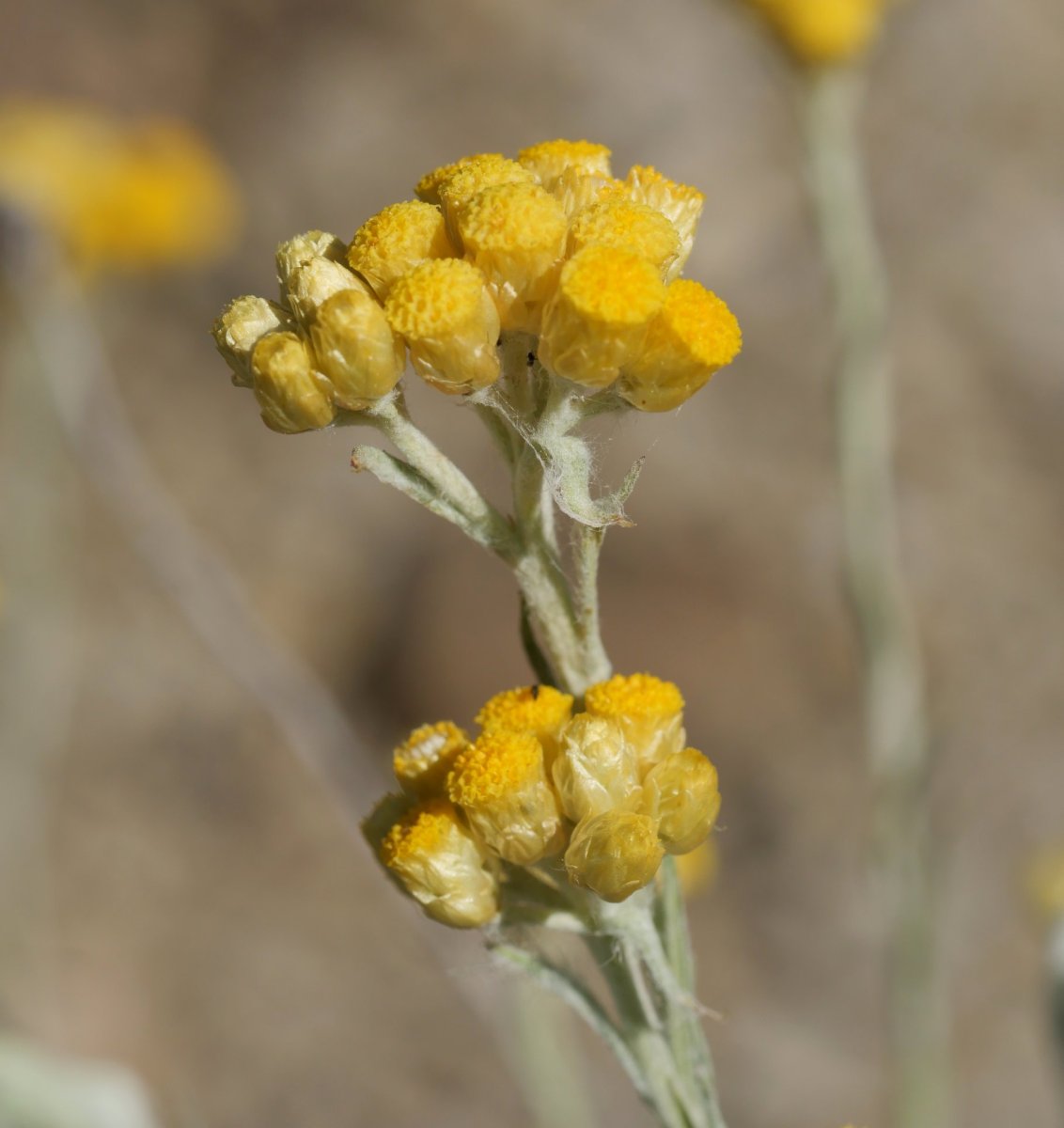 Helichrysum stoechas Izize herriaren inguruetan