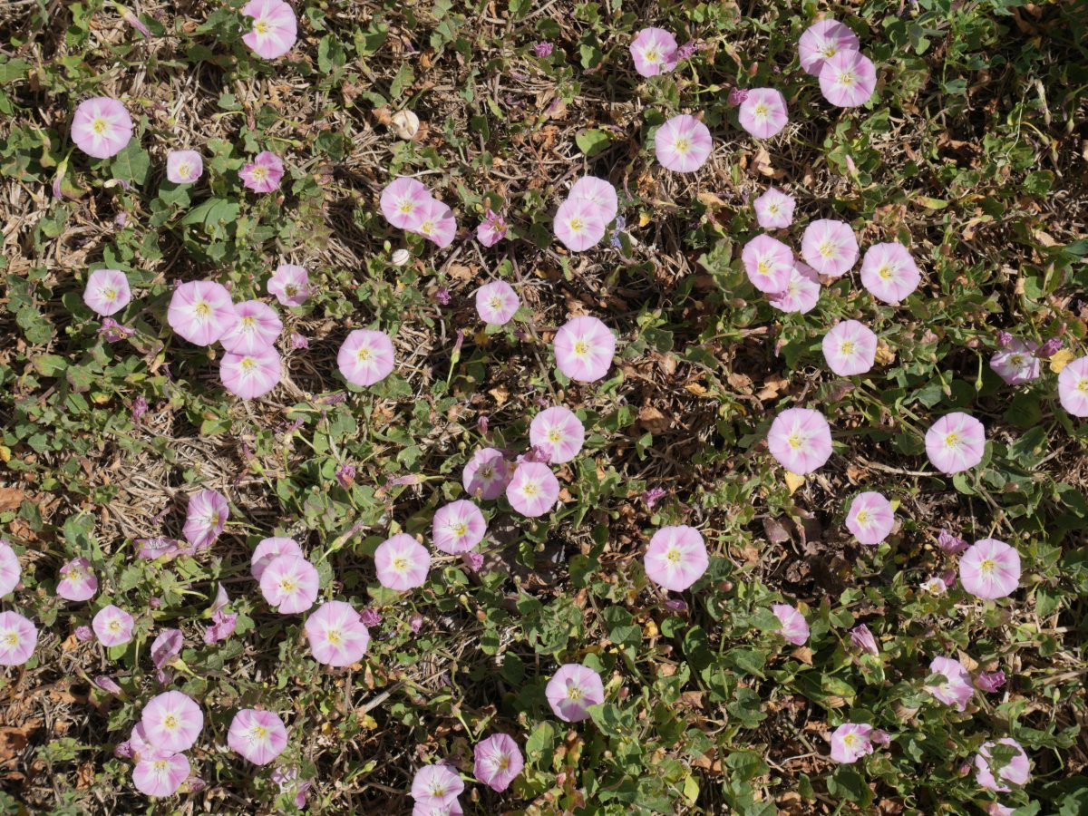 Convolvulus arvensis Izize herriaren inguruan