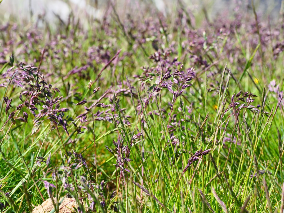 Poa Alpina Tortiella tontorrean