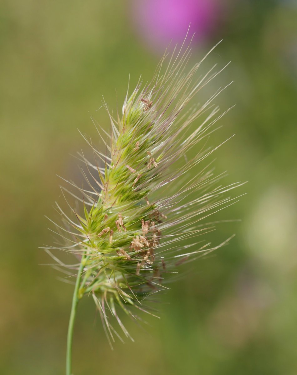 Cynosurus echinatus Urbasa aldean