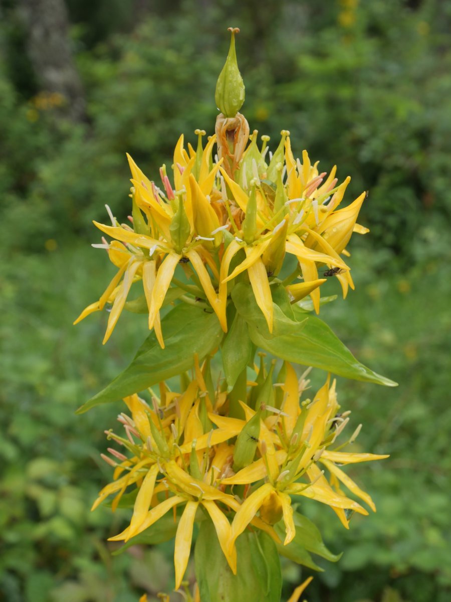 Gentiana lutea, Ozako kanpinaren inguruetan