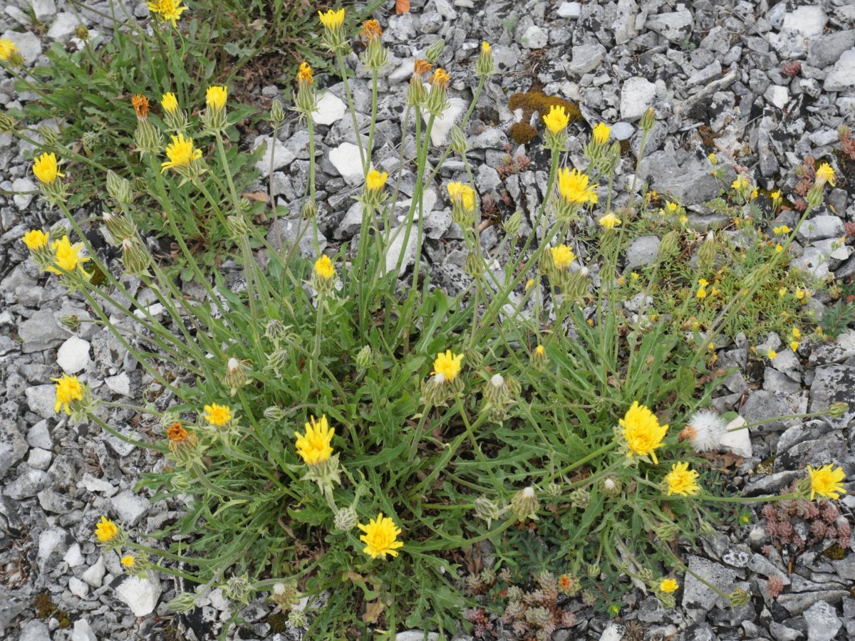 Crepis albida Gainsoil inguruan (Urbasa)