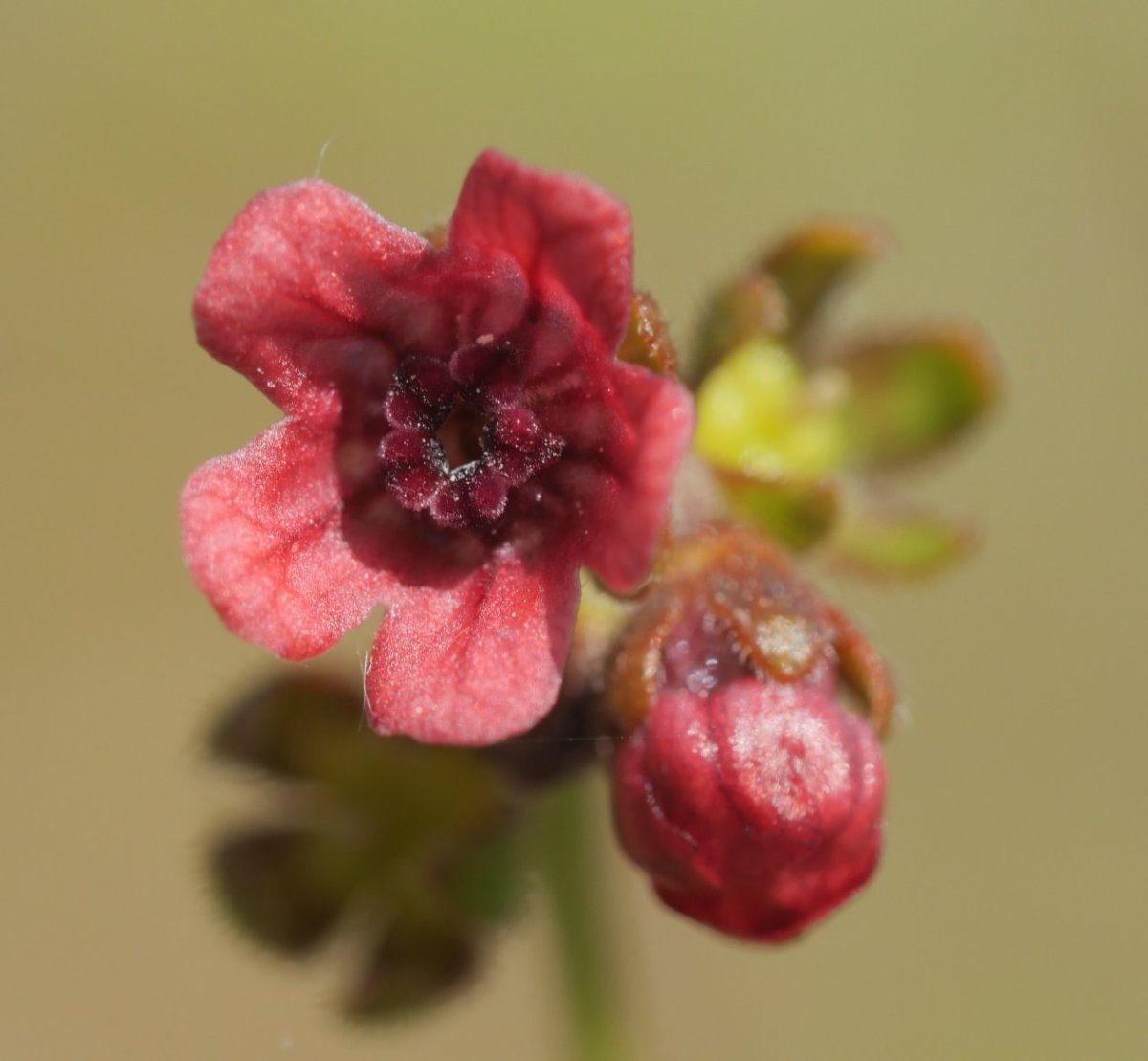 Cynoglossum officinale Gainsoil inguruan