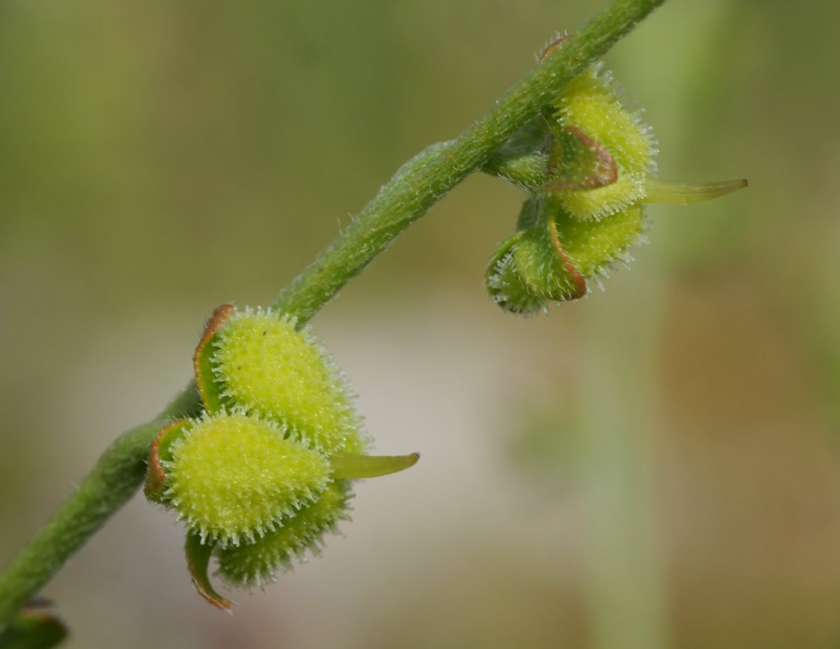 Cynoglossum officinale Gainsoil inguruan