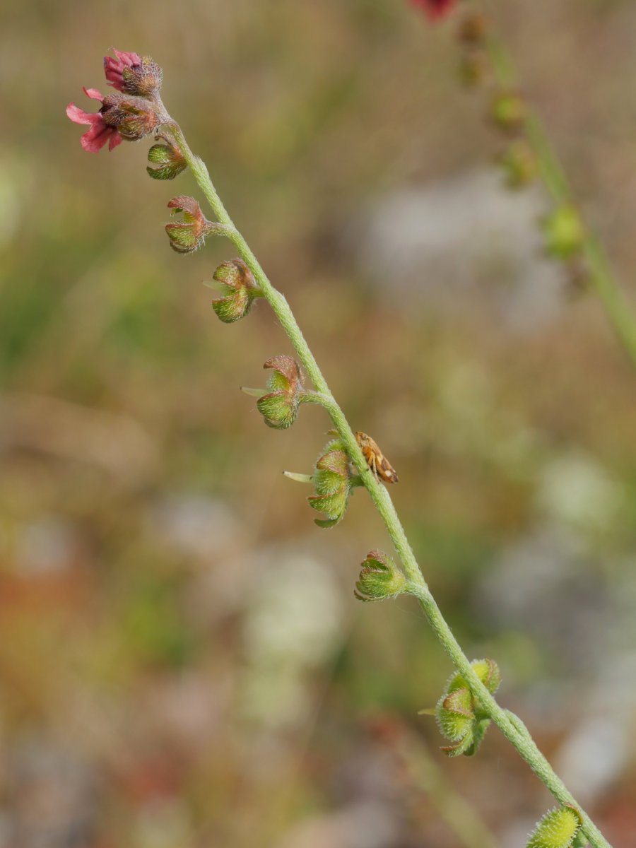 Cynoglossum officinale Gainsoil inguruan