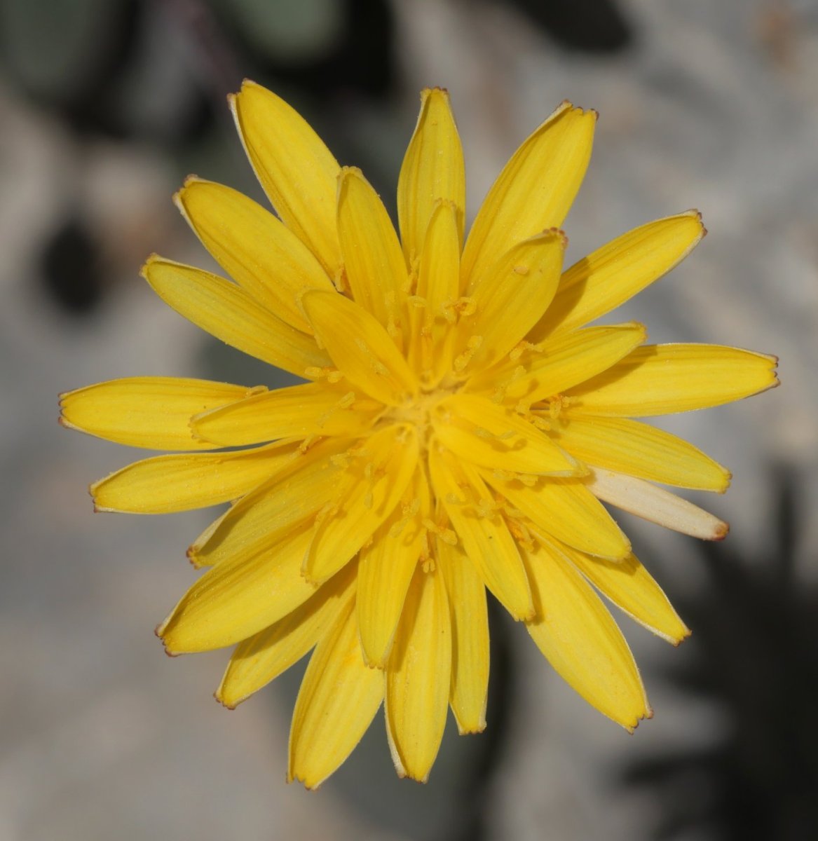 Crepis pygmaea Hoya de la Solana aldean