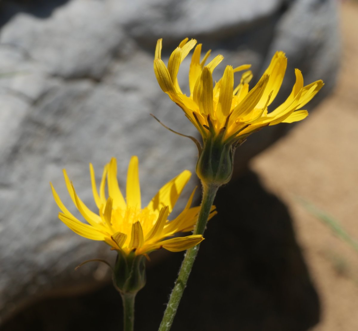 Scorzonera aristata Hoya de la Solana aldean