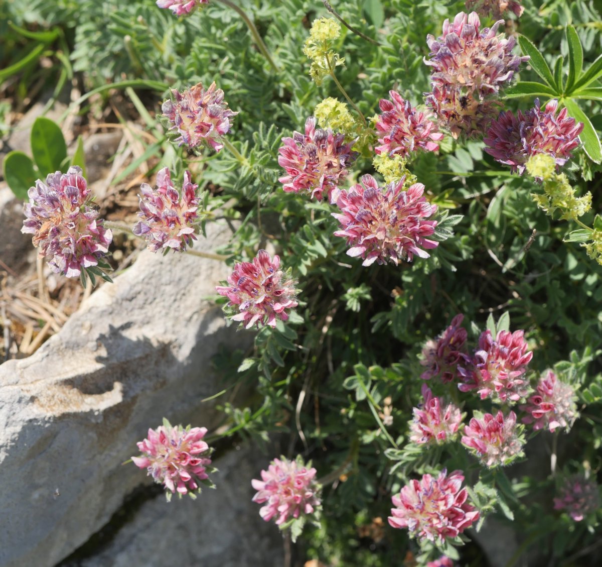 Anthyllis montana, Lapazarra mendian