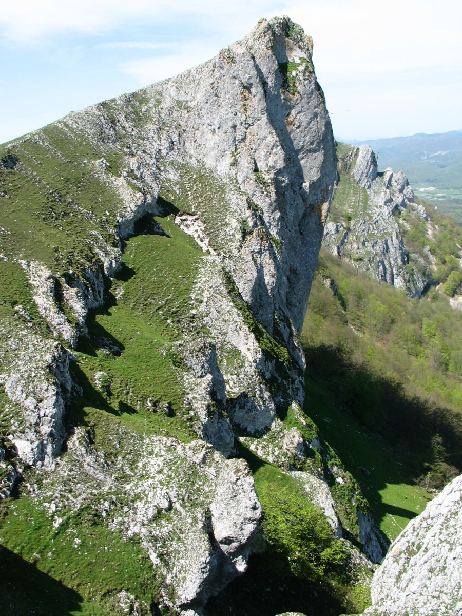 Ollide aldeko gandorreko haitza
