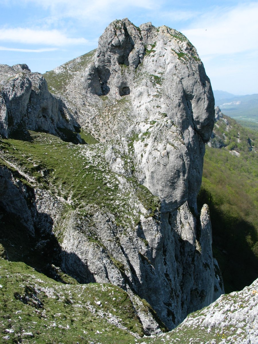 Ollide aldeko gandorreko haitza