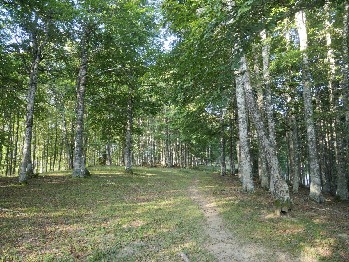 Abodi aldera jotzen, Osabako Gurutzetik gertu