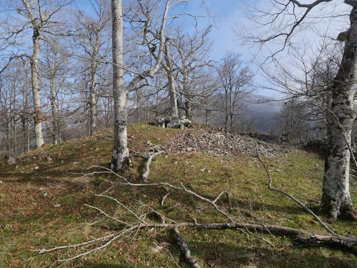 Debata tontorra (trikuharria)