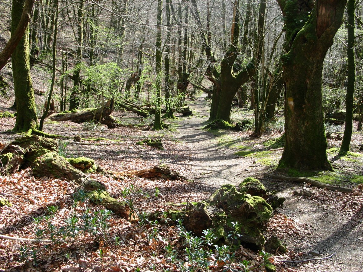Eskasetik Artikutzara jaisten den bideko pasarte bat