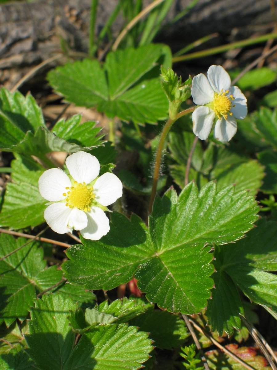 Fragaria vesca