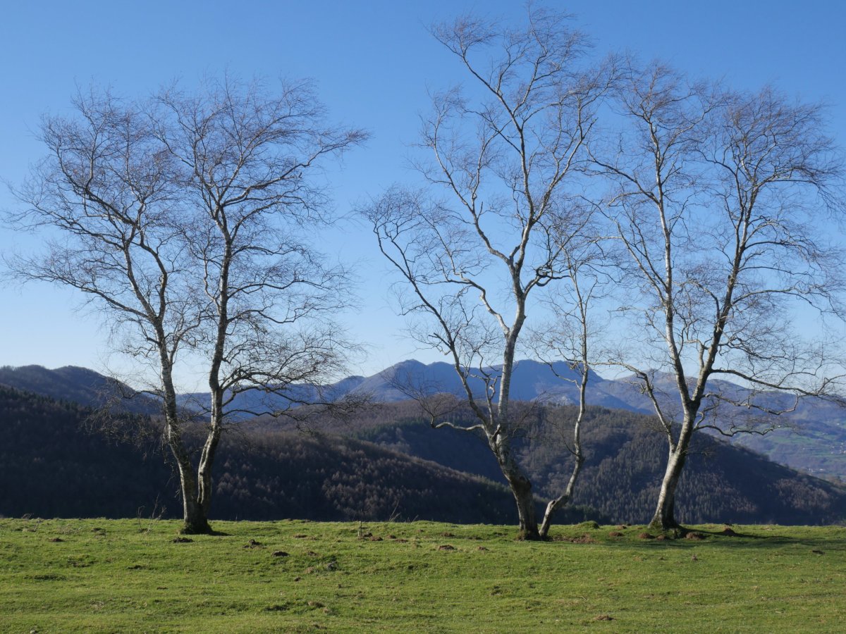 Hiru urki haizearen beldurrik gabe, Belabietan