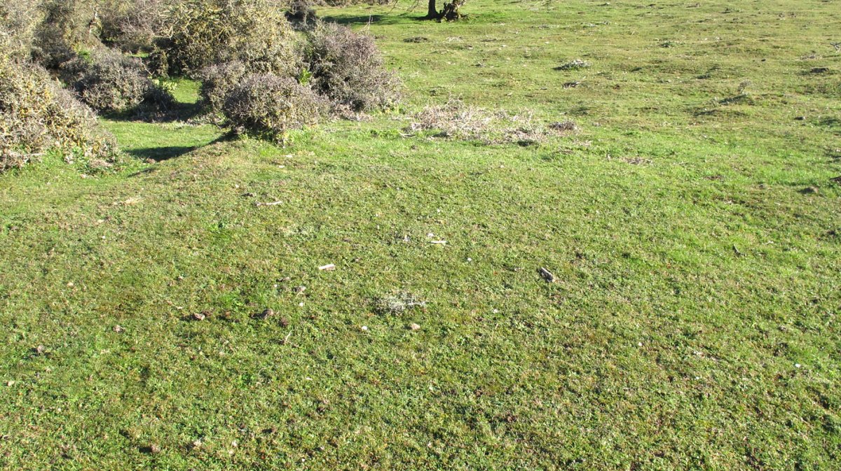 Iguzpegi 6 etxola hondoa, Andia