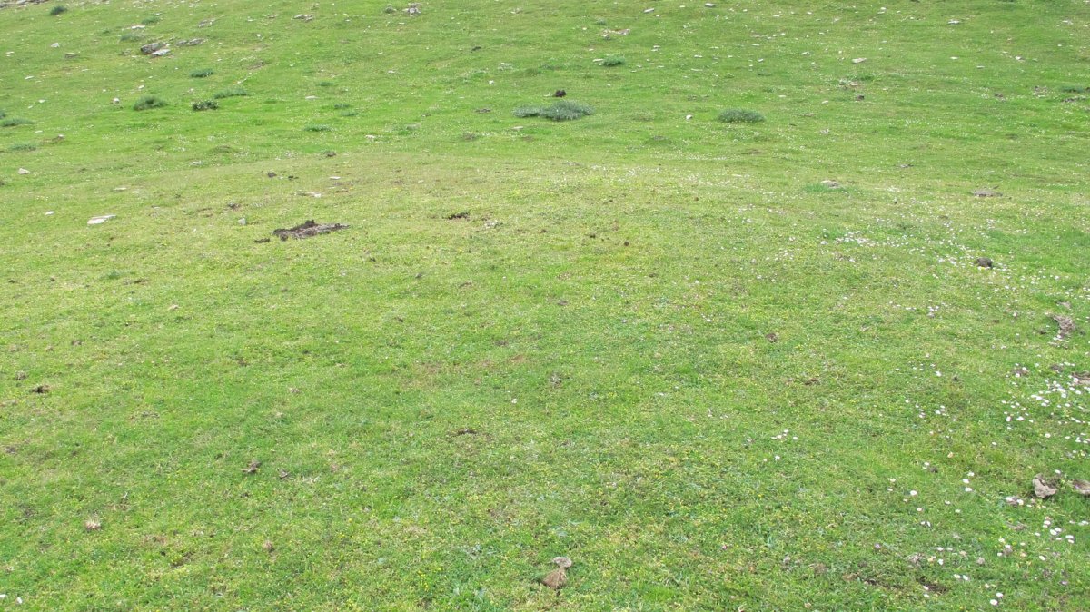 Elorribakarra etxola hondoa, Andia