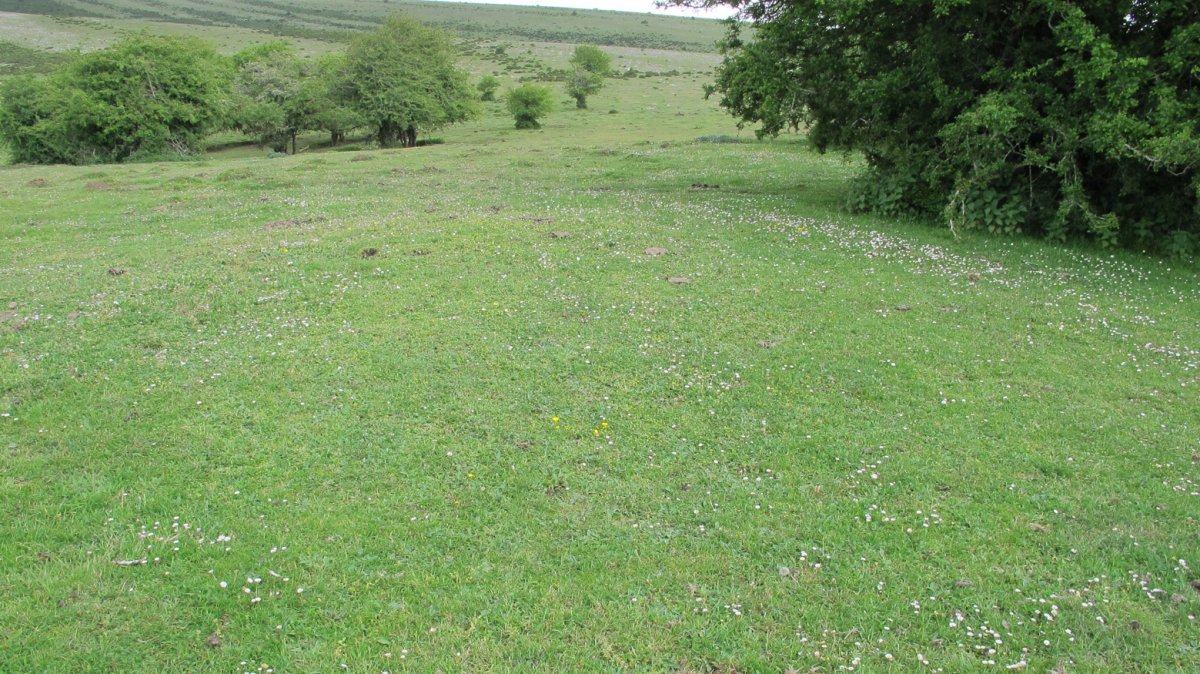 Illarrabeltz 2 etxola hondoa, Andia