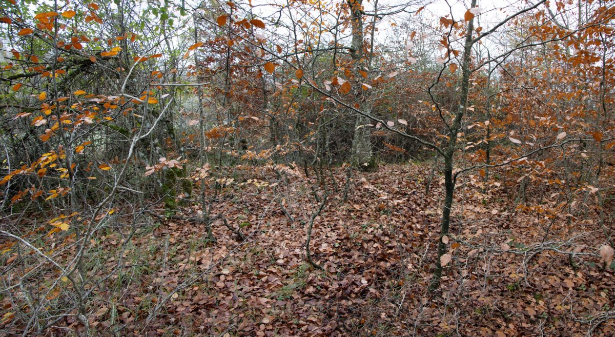 Raso del corral de Marino