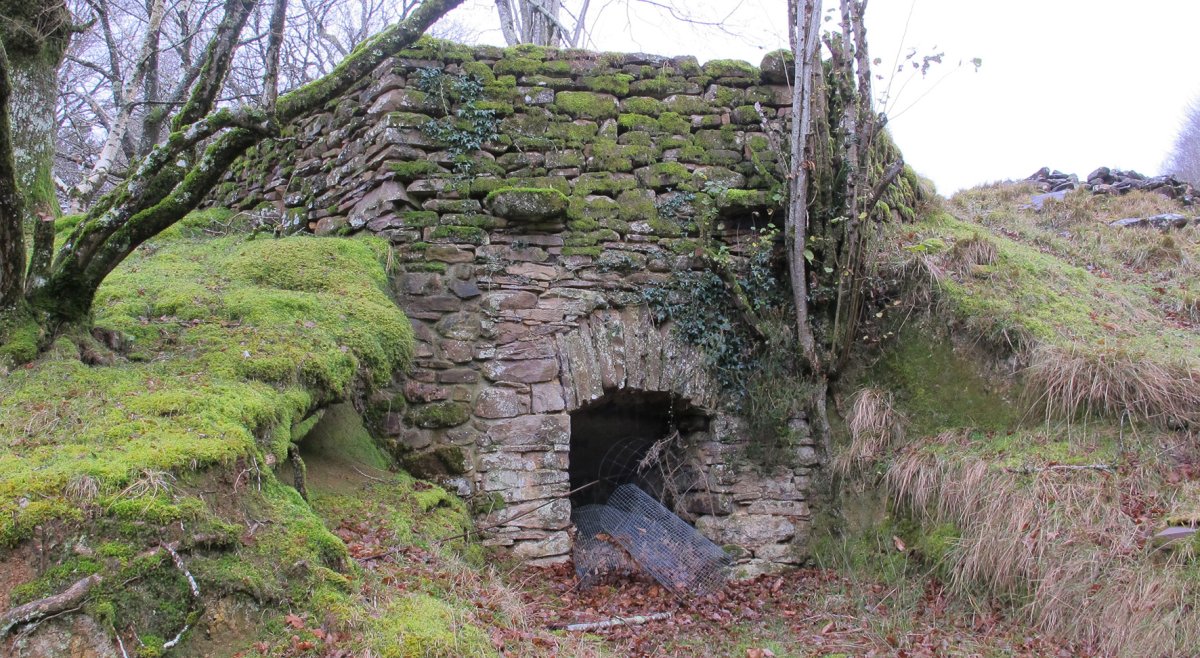 Irantzuko karobia, Berastegi