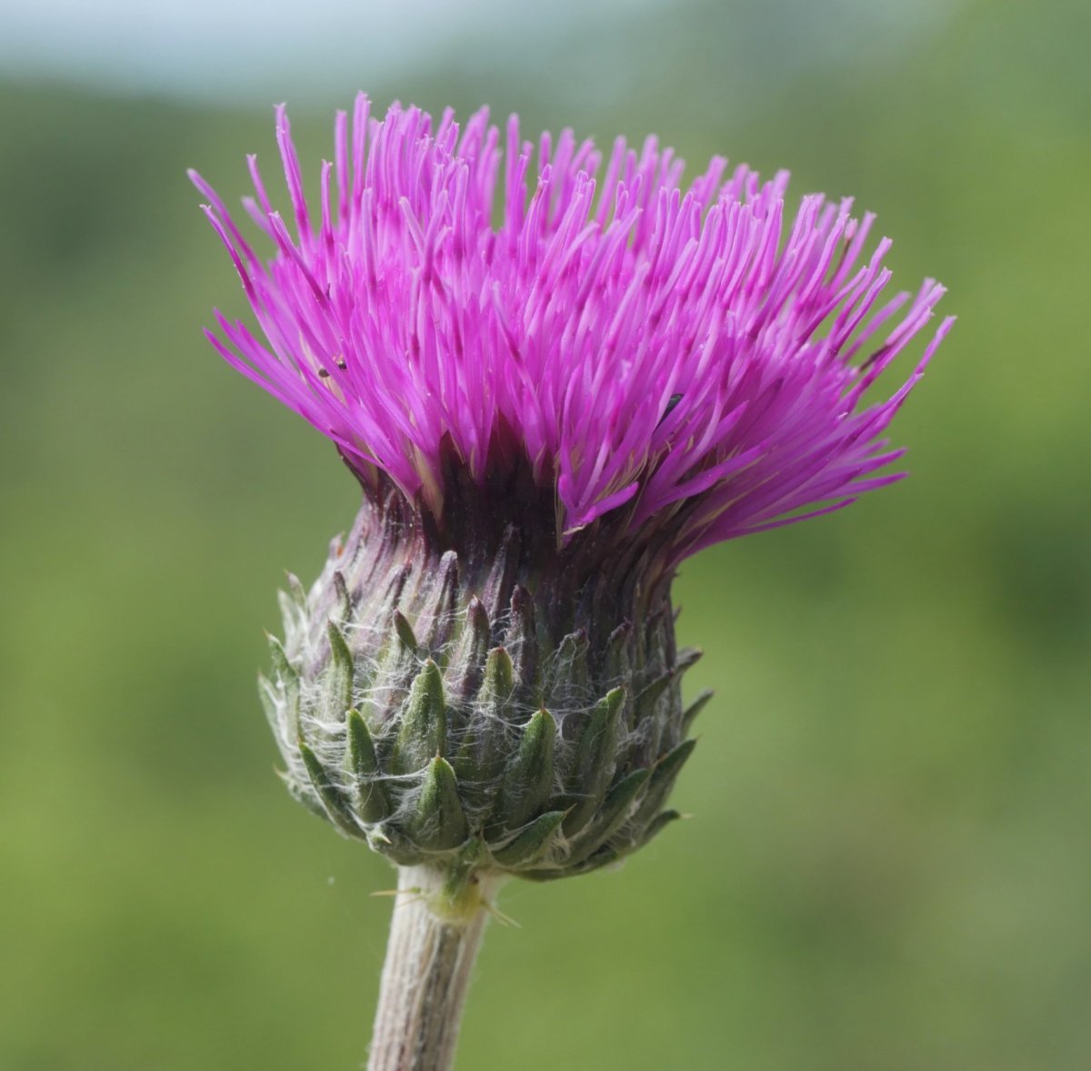 Cirsium tuberosum Harana aldean