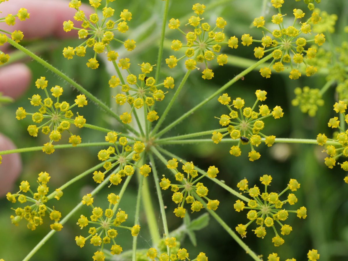 Pastinaca sativa sylvestris Harana aldean