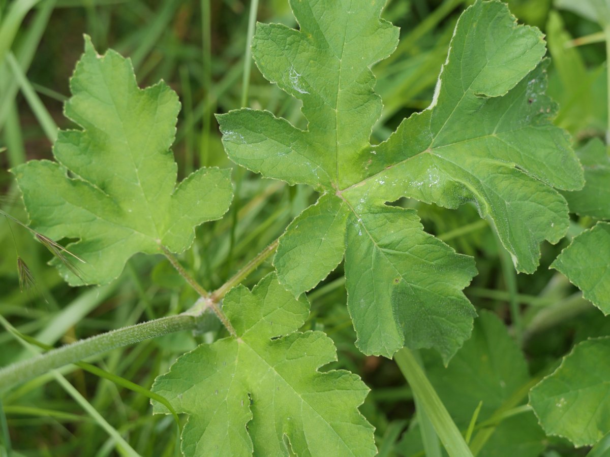 Heracleum sphondylium elegans Harana aldean