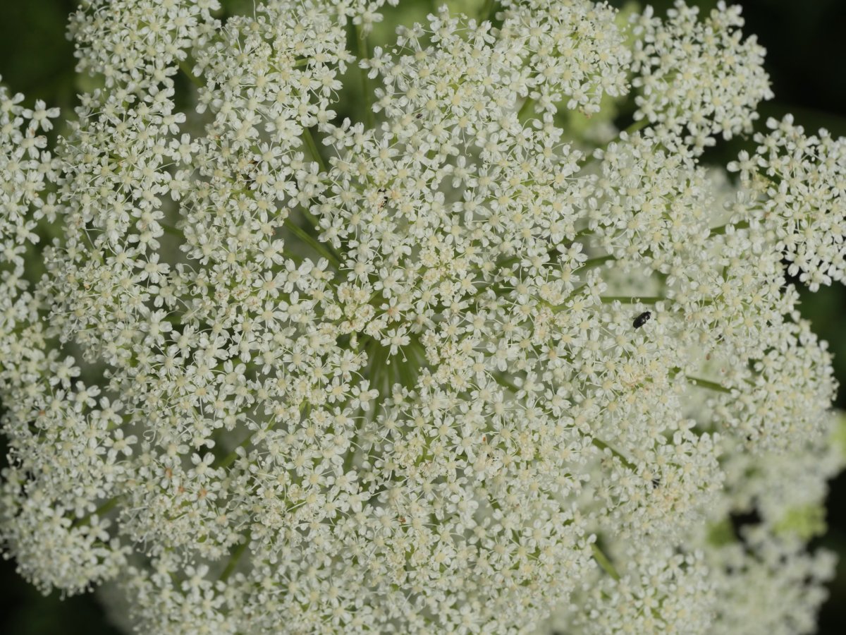 Ligusticum lucidum Kontrastatik gertu