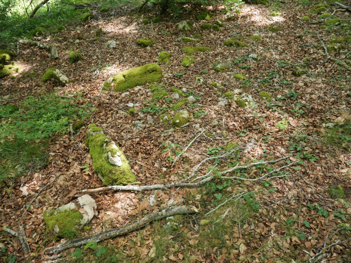 Kortagaña trikuharria