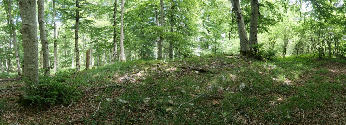 Kortagaña trikuharria