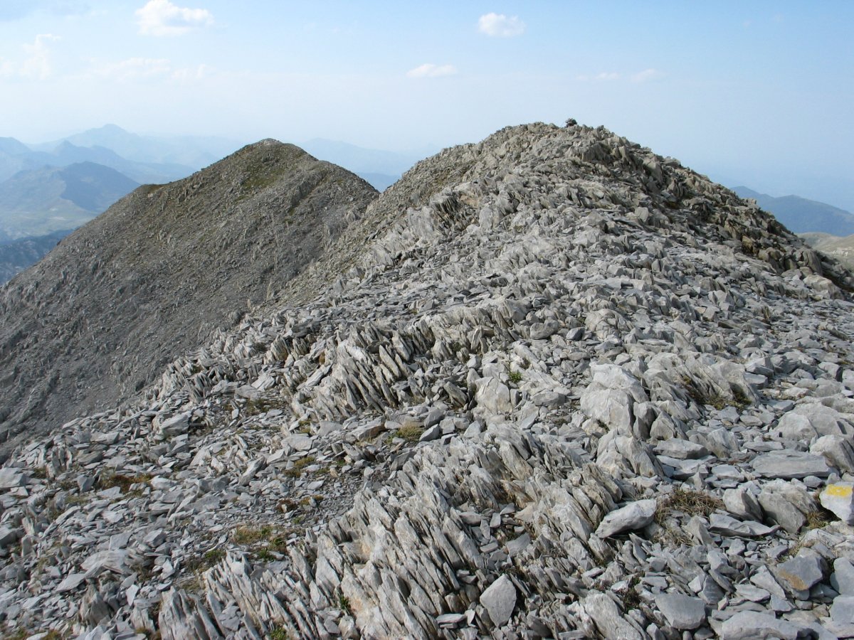 Añelarra tontorra ekialdetik