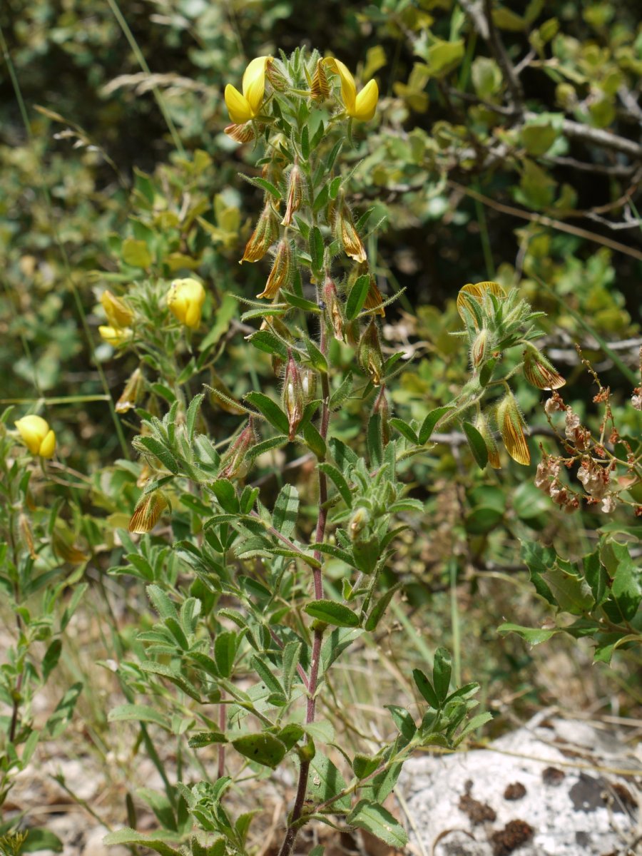 Ononix natrix natrix Eraul aldean