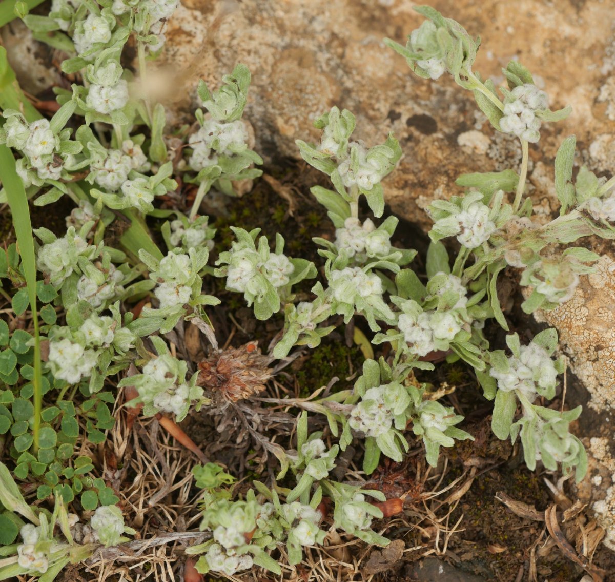 Bombycilaena erecta Erga mendian