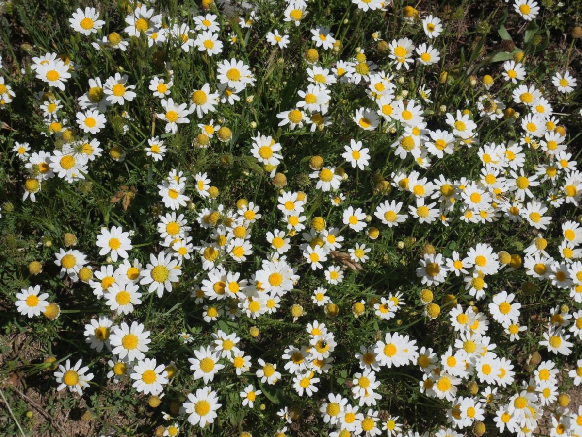 Anthemis arvensis Virgen de la Peña tontorretik gertu