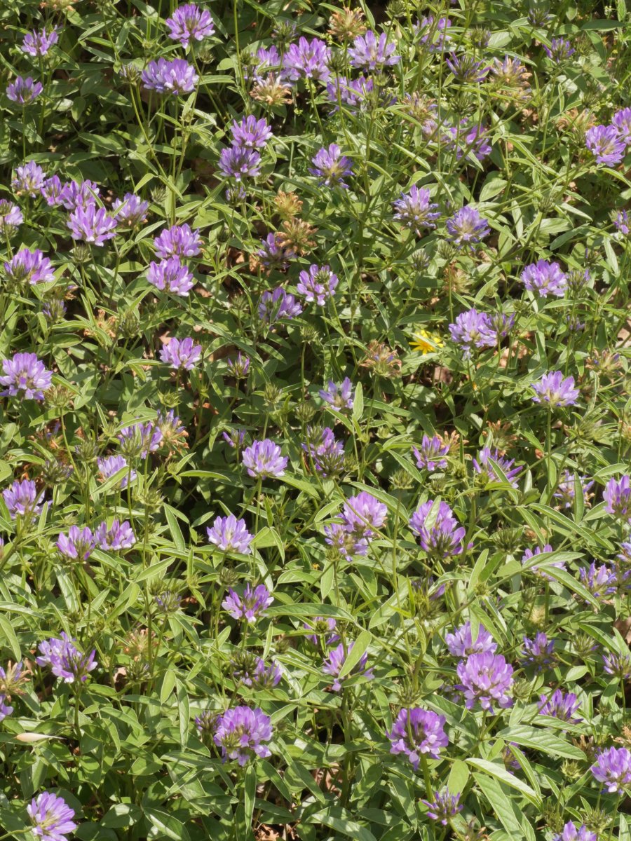 Bituminaria bituminosa Egiarreta aldean