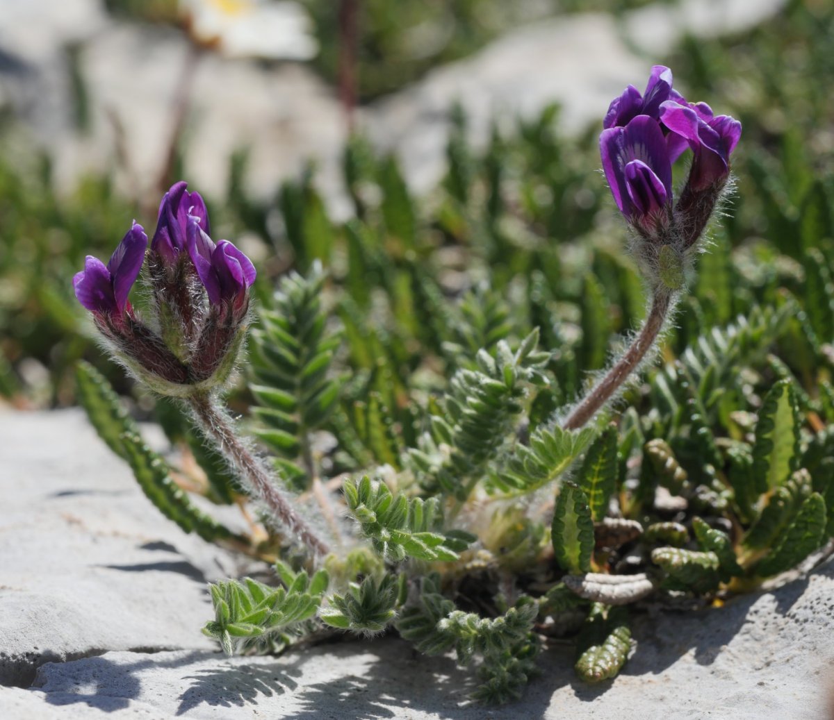 Oxytropis foucaudii Budogia tontorraren inguruetan