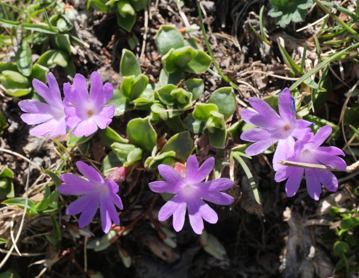 Primula integrifolia Budogia gaineko iparraldeko isurialdean