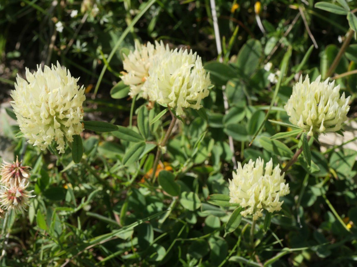 Trifolium ochroleucon Linza aldean